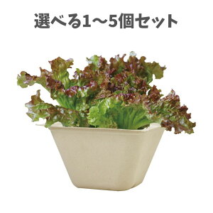 y|Cg10{Ly[Xoi[Gg[K{zyIׂ1`5ZbgzoKXO[ ^X (93232) ͔| ^X͔| nɂ₳ ƒ؉ A[ebN