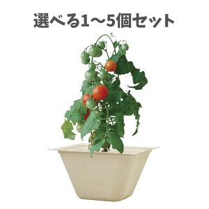 y|Cg10{Ly[Xoi[Gg[K{zyIׂ1`5ZbgzoKXO[ ~jg}g (93235) ͔| ~jg}g͔| nɂ₳ ƒ؉ A[ebN