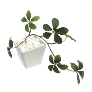 y12/10()24h聚I2l1lőSz|CgobNvGg[zyzyTTKz lHϗtA VK[oC WHT STCY 32-8705