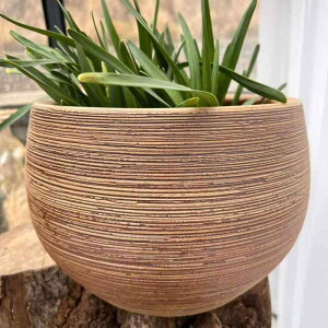 ԕr  i  | T z[fR[V SzubN 