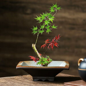 ԕr  fB[X  Õ Rt t[x[X T ėp ~j Aؔ ~ ͔|  u ƒp K[fjO Ԋ |bN