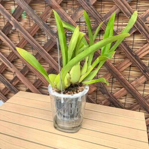 Aؔ    Jo[ A 񂹐A K[fjO | Vv ϗtA n[u͔| ƒ؉