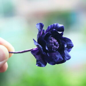 wAANZT[ fB[X  H VN `H| a 