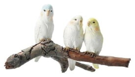 コポー セキセイインコ 3羽 79440