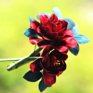 wAANZT[ fB[X gR \ xxbg R wAs `CihX a ԐFn 