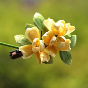 wAANZT[ fB[X ʗ 񂴂 VN  a Fn i