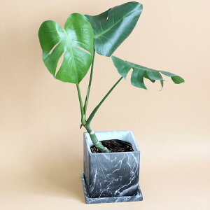 Aؔ fB[X ubN 嗝Ε v^[  Ԋ Zg k ϕH ~ A T{e ƒ؉ ItBX ze