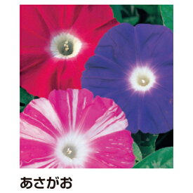 【ゆうパケット対応可】花の種　ホウセンカ157041【サカタのタネ】