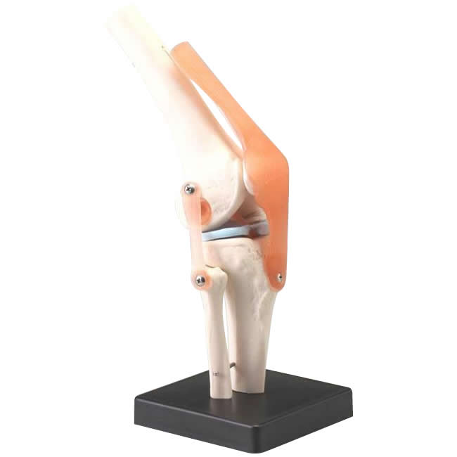 楽天市場】模型 膝関節の通販