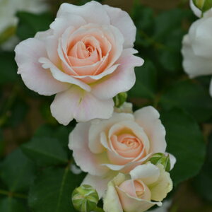 シュシュ(大苗予約)7号鉢植え 四季咲き中輪房咲き系(フロリバンダローズ)スプレー咲き 河本バラ園 Kawamoto Brand Roses バラ苗 《農林水産省 登録品種》