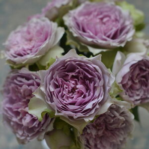 コフレ(大苗予約)7号鉢植え バラ苗 《農林水産省 登録品種》 シュラブローズ 四季咲き 中輪 河本バラ園 Kawamoto Brand Roses