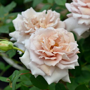 エアリエル(大苗)7号鉢植え 四季咲き中輪房咲き系(フロリバンダローズ)スプレー咲き バラ苗 《農林水産省 登録品種》 河本バラ園 Kawamoto Brand Roses ヘブンシリーズ