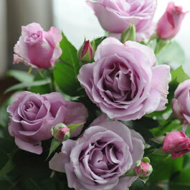 夜来香（大苗）7号鉢植え　バラ苗　《農林水産省　登録品種》　四季咲き大輪系（ハイブリッドティーローズ）　河本バラ園　Kawamoto Brand Roses