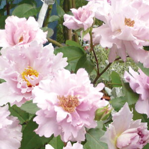 クチュール・ローズ・チリア（新苗）6号鉢植え　　四季咲き中輪房咲き系（フロリバンダローズ）スプレー咲き　河本バラ園　Kawamoto Brand Roses