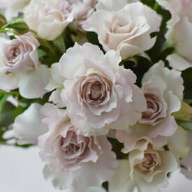 サフィレット（大苗）7号鉢植え　　バラ苗　《農林水産省　登録品種》　四季咲き中輪房咲き系（フロリバンダローズ）スプレー咲き　河本バラ園　Kawamoto Brand Roses