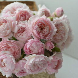 シュクレ（大苗）7号鉢植え　　バラ苗　《農林水産省　登録品種》　四季咲き中輪房咲き系（フロリバンダローズ）スプレー咲き　河本バラ園　Kawamoto Brand Roses