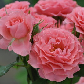 コラーユ・ジュレ（大苗）7号鉢植え　　バラ苗　《農林水産省　登録品種》　四季咲き中輪房咲き系（フロリバンダローズ）スプレー咲き　河本バラ園　Kawamoto Brand Roses