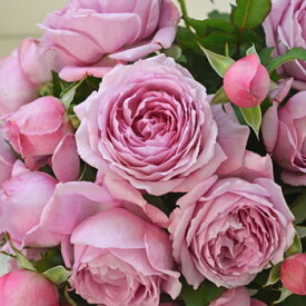 シャルム（大苗）7号鉢植え　バラ苗　《農林水産省　登録品種》　四季咲き　中輪　河本バラ園　Kawamoto Brand Roses