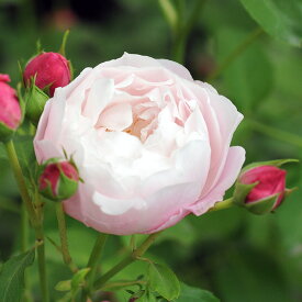 プリュム（大苗）7号鉢植え　四季咲き中輪房咲き系（フロリバンダローズ）　河本バラ園　Kawamoto Brand Roses バラ苗　《農林水産省　登録品種》