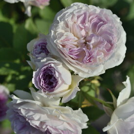 ブルー・ムーン・ストーン（大苗予約）7号鉢植え　四季咲き　バラ苗　《農林水産省　登録品種》　河本バラ園　Kawamoto Brand Roses