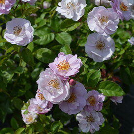 モチーフ（大苗）7号鉢植え　四季咲き　バラ苗　《農林水産省　登録品種》　河本バラ園　Kawamoto Brand Roses