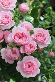 フィレール（大苗）7号鉢植え　バラ苗　《農林水産省　登録品種》　四季咲き　中輪　河本バラ園　Kawamoto Brand Roses