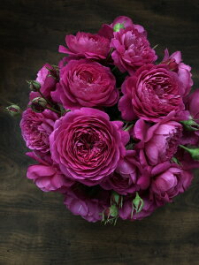 Jgi[Wic\j7A oc s_ѐY o^it lG炫 Vu[Y ͖{o Kawamoto Brand Roses