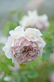 ローズ・ローブ・ドール（大苗予約）7号鉢植え　バラ苗　《農林水産省　登録品種》　繰り返し咲き　中輪　　河本バラ園　Kawamoto Brand Roses