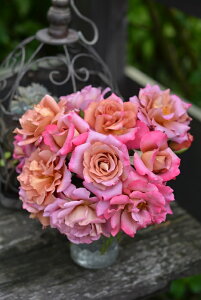 h[vic\j7A oc s_ѐY o^it lG炫 Vu[Y ͖{o Kawamoto Brand Roses