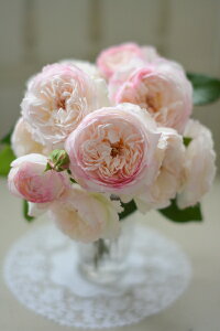 サボン（大苗予約）7号鉢植え　四季咲き　河本バラ園　Kawamoto Brand Roses バラ苗　《農林水産省　登録品種》