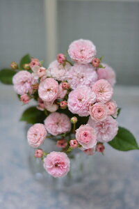 v`E|iVcj7A lG炫 ͖{o Kawamoto Brand Roses oc s_ѐY o^it