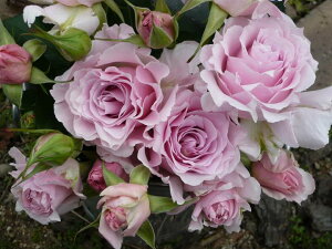 E}Gic\j 7A oc s_ѐY o^it lG炫֖[炫nito_[YjXv[炫 ͖{o Kawamoto Brand Roses