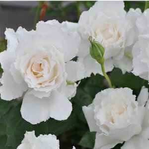 EuiVcj7A oc s_ѐY o^it ͖{o Kawamoto Brand Roses lG炫 Xv[炫