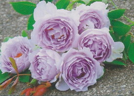 ルシファー（大苗）7号鉢植え　バラ苗　《農林水産省　登録品種》　四季咲き中輪房咲き系（フロリバンダーローズ）　河本バラ園　Kawamoto Brand Roses　ヘブンシリーズ