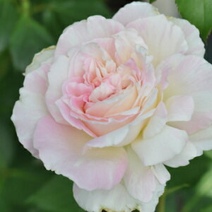 ミルフィーユ(大苗)7号鉢植え 四季咲き中輪房咲き系(フロリバンダローズ)スプレー咲き 河本バラ園 Kawamoto Brand Roses バラ苗 《農林水産省 登録品種》