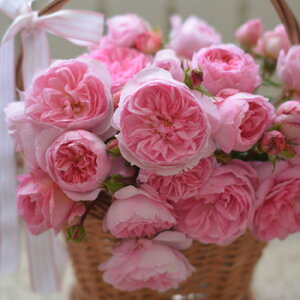 oicj7A oc s_ѐY o^it to_[YilG炫֖[炫nj͖{o Kawamoto Brand Roses