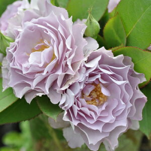 icj7A oc s_ѐY o^it lG炫֖[炫nito_[Yj ͖{o Kawamoto Brand Roses