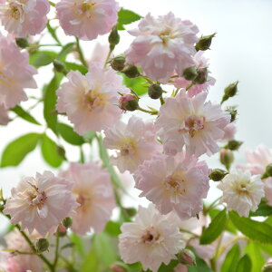 ブリーズ・パルファン(大苗予約)7号鉢植え 四季咲き大輪系 バラ苗 《農林水産省 登録品種》 ローズ・バルニ イタリア つる性