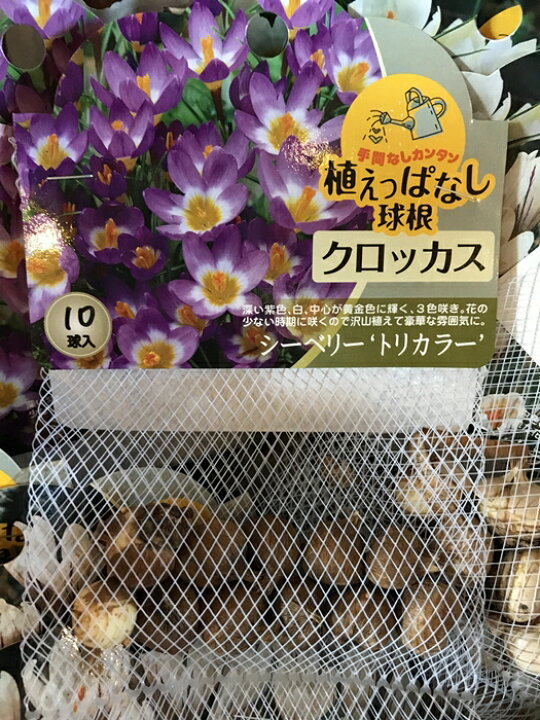 楽天市場 クロッカス シーベリー トリカラー 秋植え球根 10球入り 大神ファーム 楽天市場 クロッカス シーベリー トリカラー 秋植え球根 10球入り 大神ファーム
