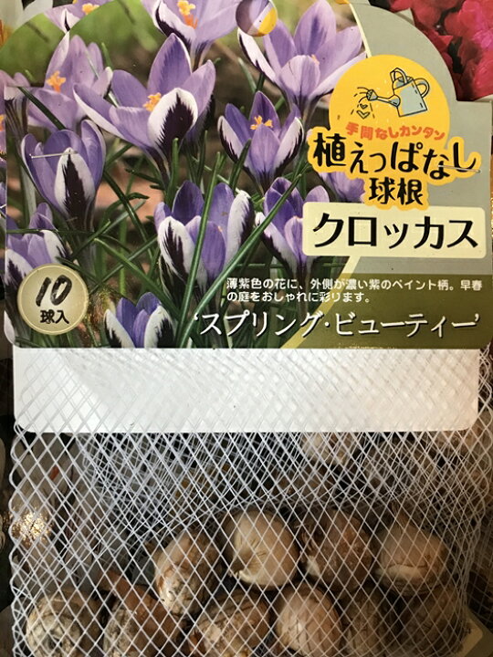 楽天市場 クロッカス スプリング ビューティー 秋植え球根 10球入り 大神ファーム 楽天市場 クロッカス スプリング ビューティー 秋植え球根 10球入り 大神ファーム