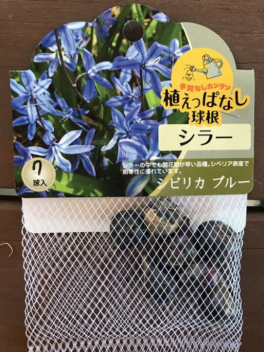 楽天市場 シラー シビリカ ブルー 秋植え球根 7球入り 大神ファーム