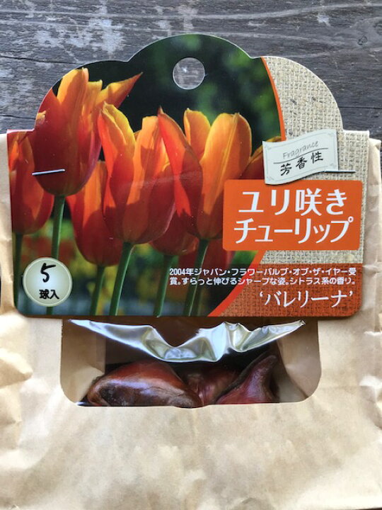 楽天市場 チューリップ バレリーナ ユリ咲き 秋植え球根 5球入り オレンジ花 大神ファーム