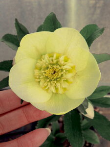 NX}X[YEIG^X Z~_uEX[p[CG[