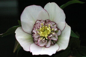 NX}X[YEIG^X Z~_uEsReB