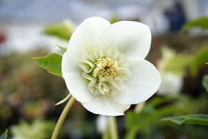 NX}X[YEIG^X Z~_uEzCg