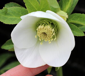 NX}X[YEIG^X r[eB[zCg