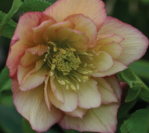 NX}X[YEIG^X _uAvRbgn