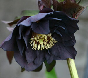 クリスマスローズ・オリエンタリス ブラックダブル