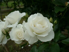 楽天市場 つる バラ 四季咲き 白の通販