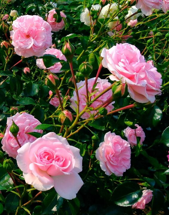 楽天市場 つるピンクアイスバーグ 大苗予約 7号鉢植え つるバラ ピンク花 バラ苗 大神ファーム